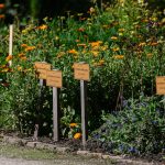Megjelent a kertészeti ültetvények telepítését támogató új pályázati kiírás