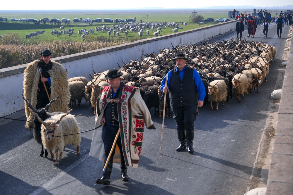 Szent-Dömötör-napi-behajtási-ünnep-racka-juh pásztor