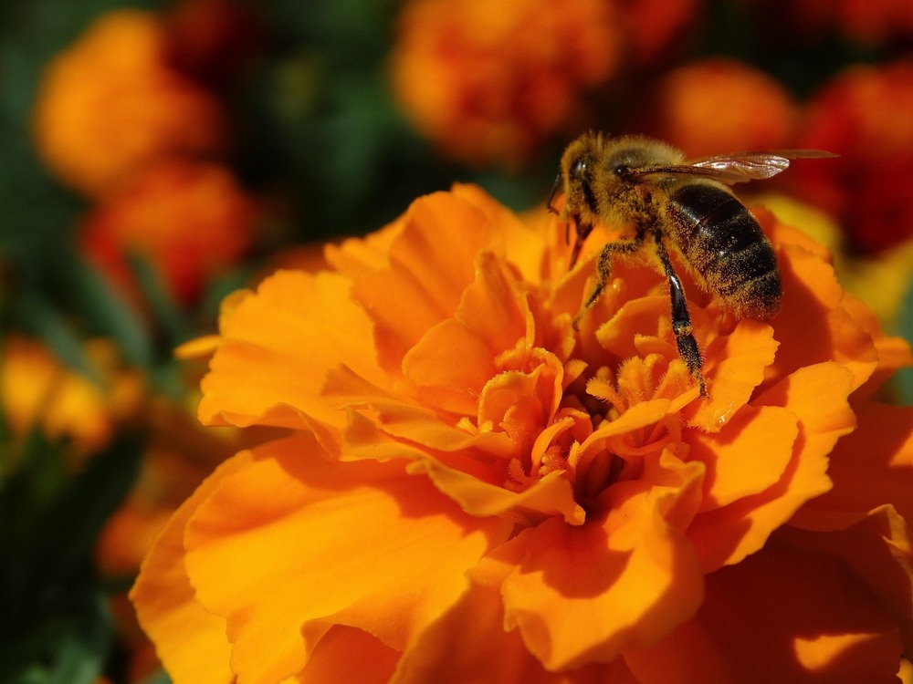 büdöske tagetes beporzás méh