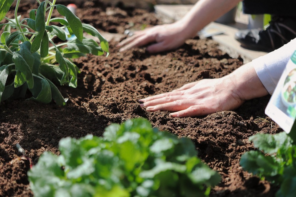 büdöske tagetes ültetés kertészkedés