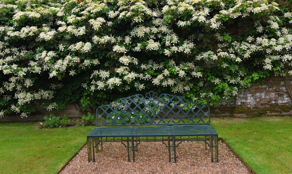 kúszó hortenzia Hydrangea petiolaris 01