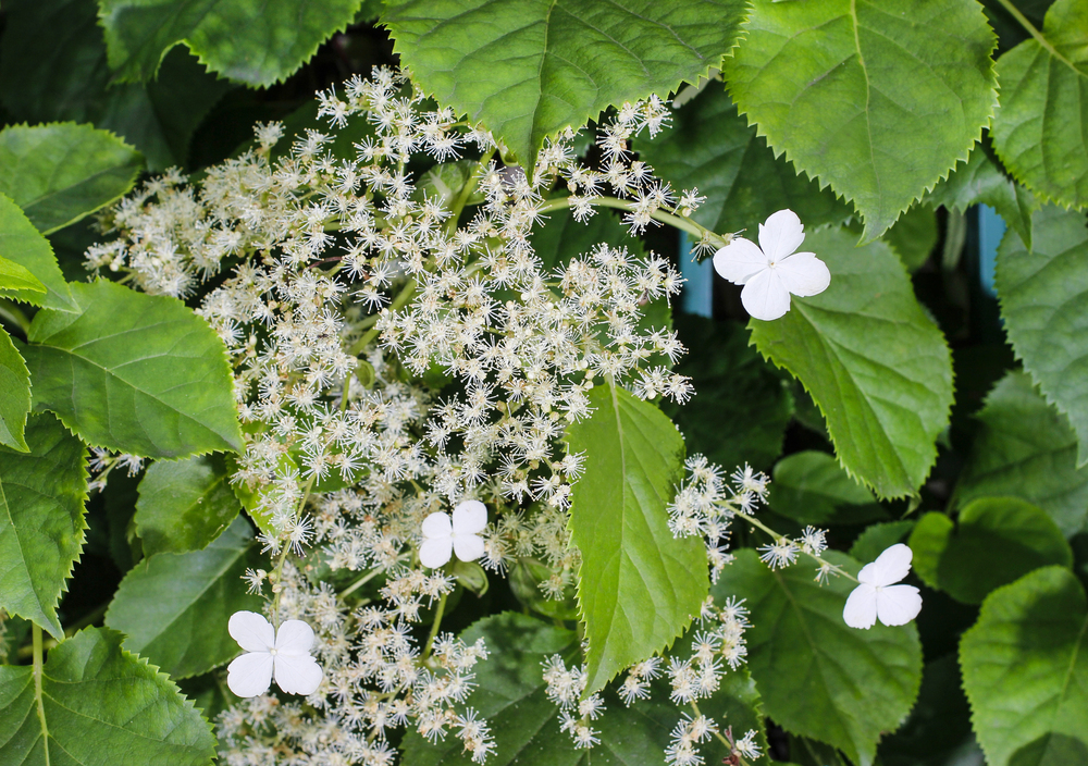 kúszó hortenzia Hydrangea petiolaris