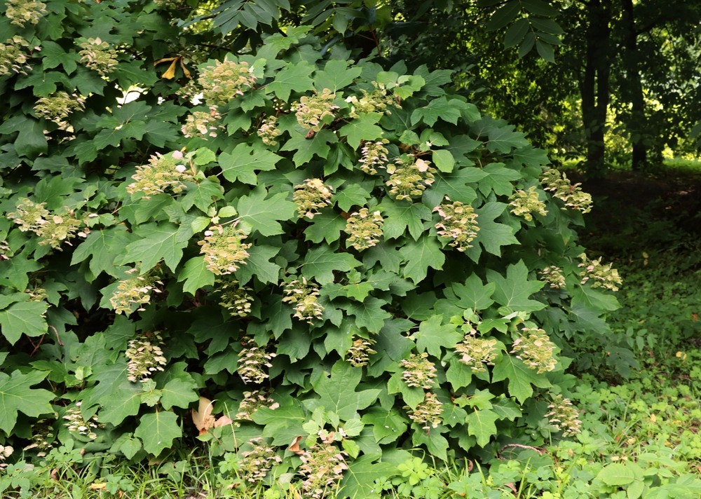 kúszó hortenzia Hydrangea petiolaris