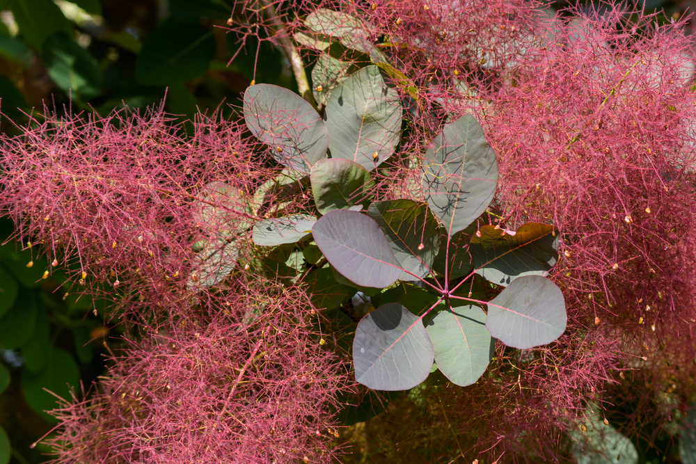 Cotinus-coggygria-cserszömörce-virág