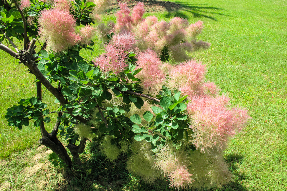 Cotinus coggygria cserszomorce