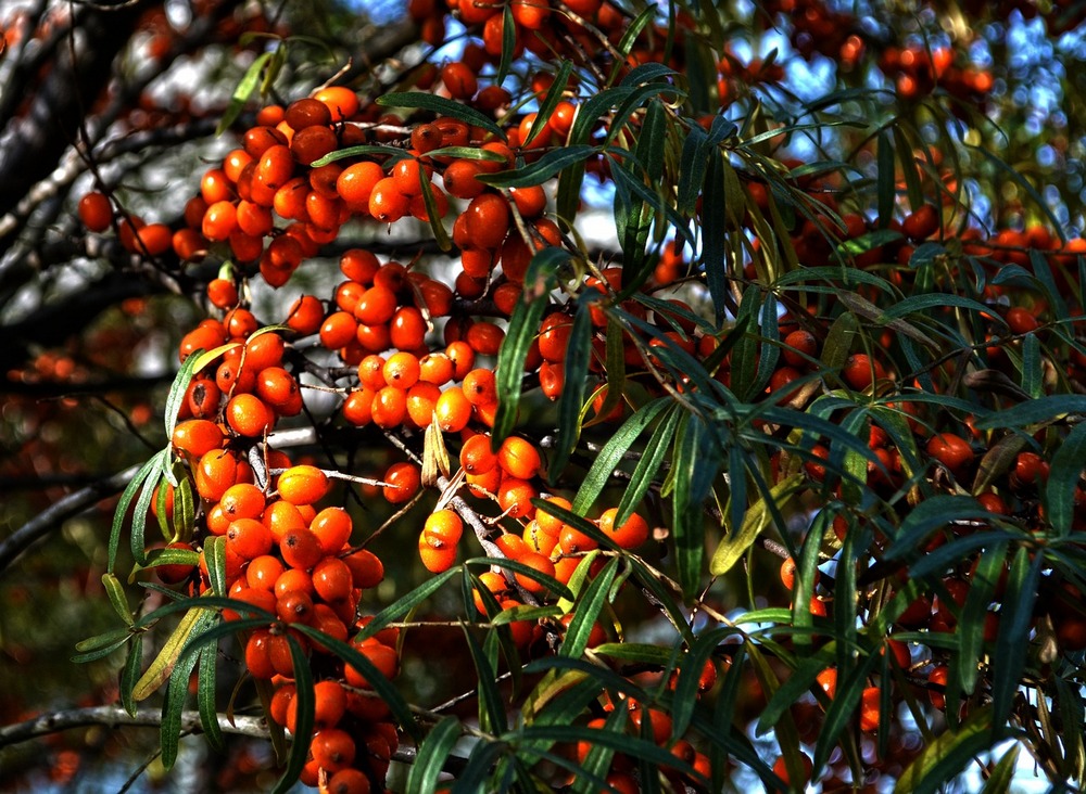 Hippophae rhamnoides homoktövis