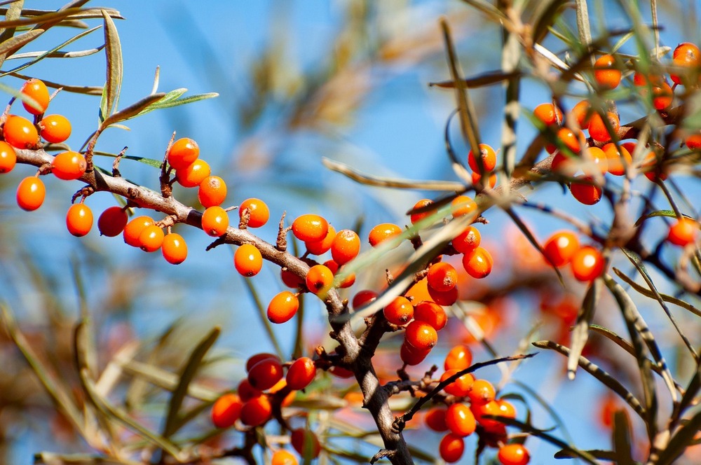 Hippophae rhamnoides homoktövis 3