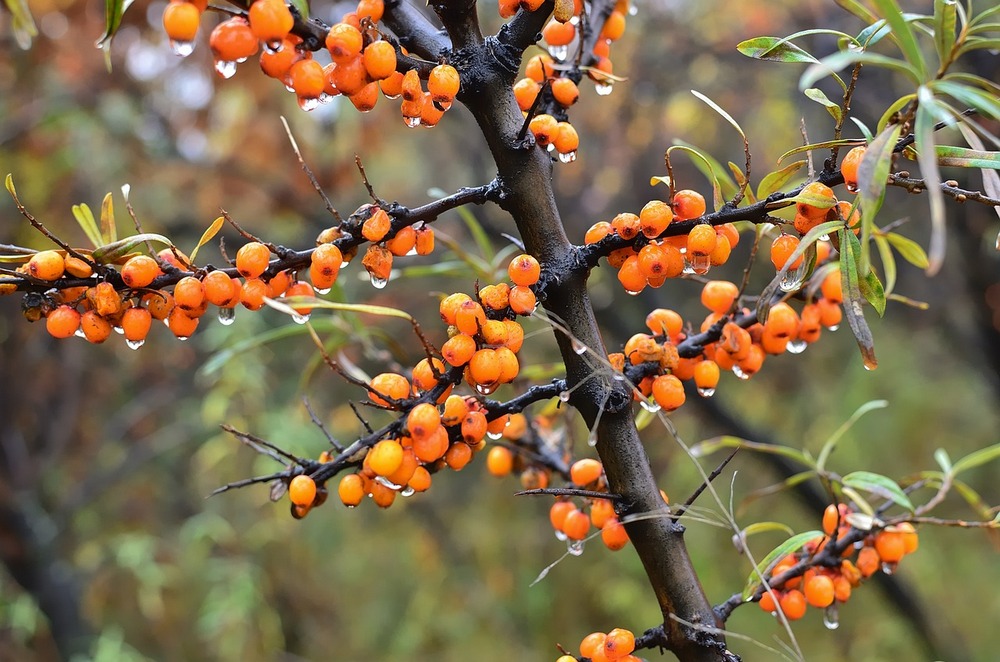 Hippophae rhamnoides homoktövis