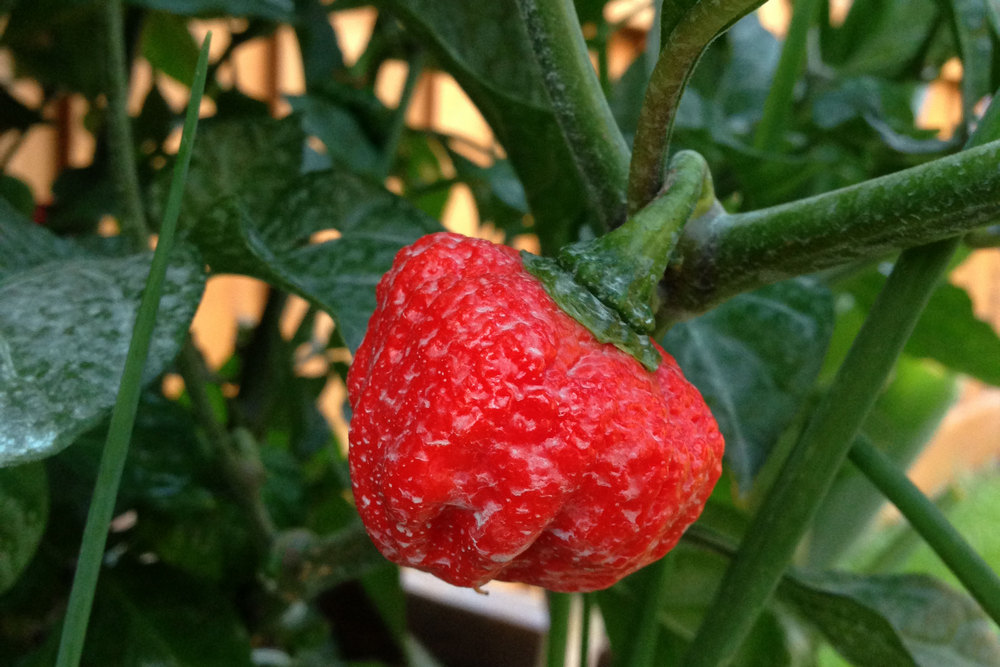 Moruga Trinidad Scorpion chili