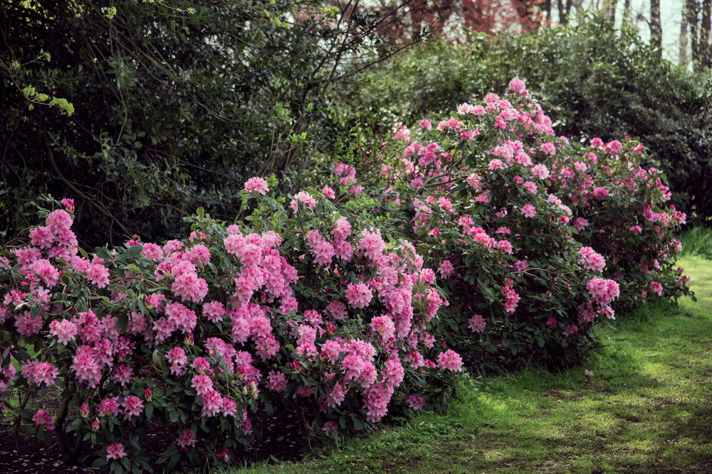 Rhododendron havasszépe 2