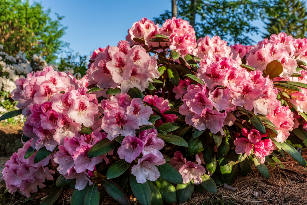 Rhododendron havasszépe