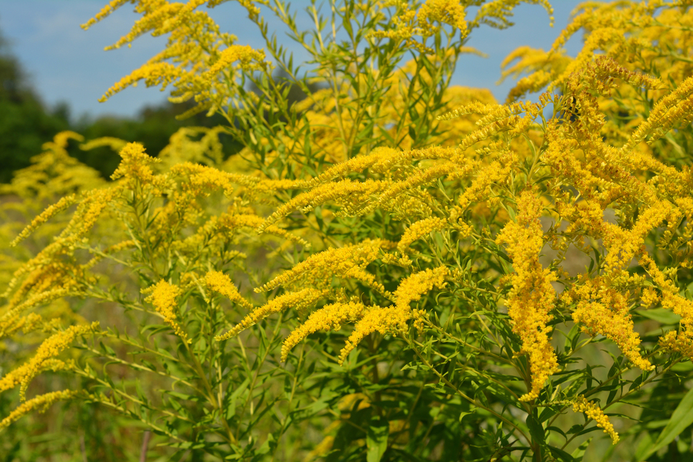 aranyvessző Solidago