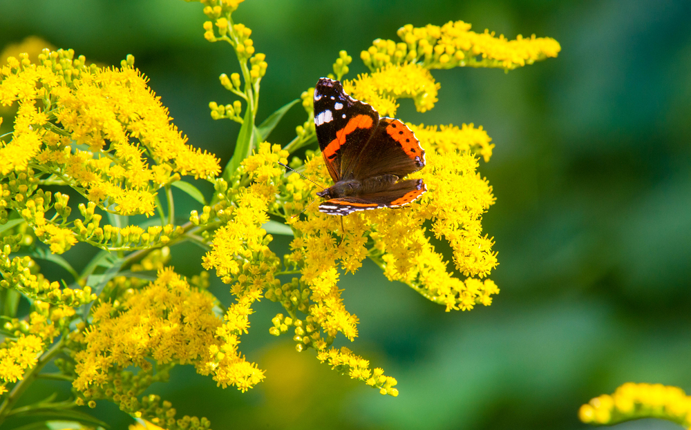 aranyvessző Solidago