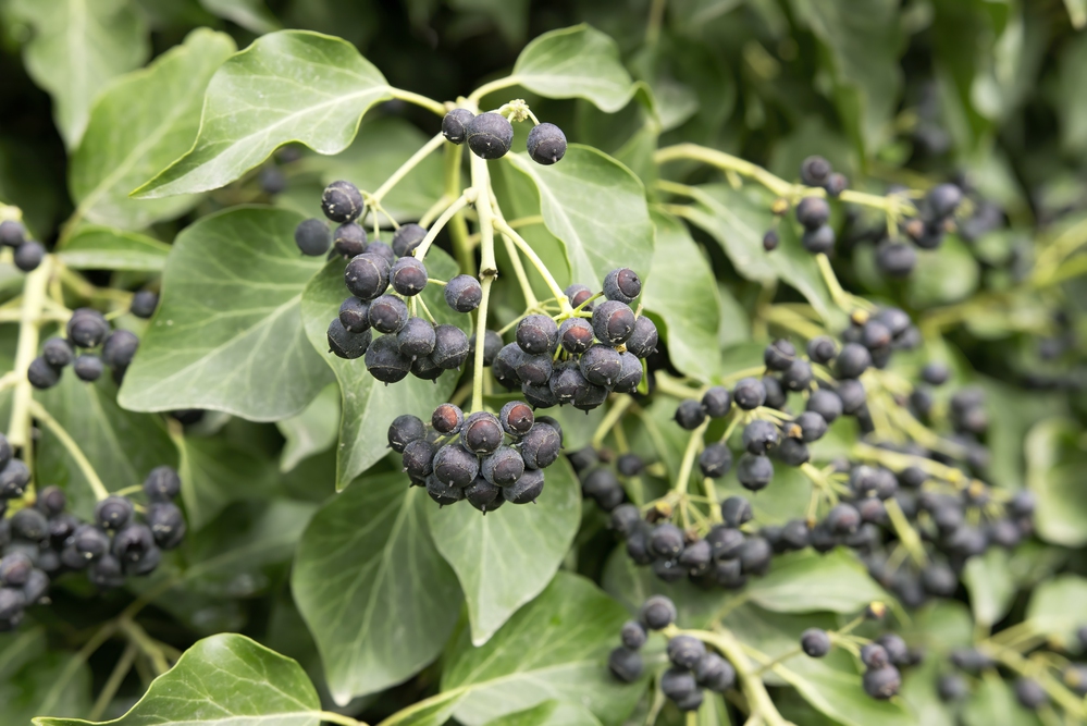 Borostyán (Hedera helix)