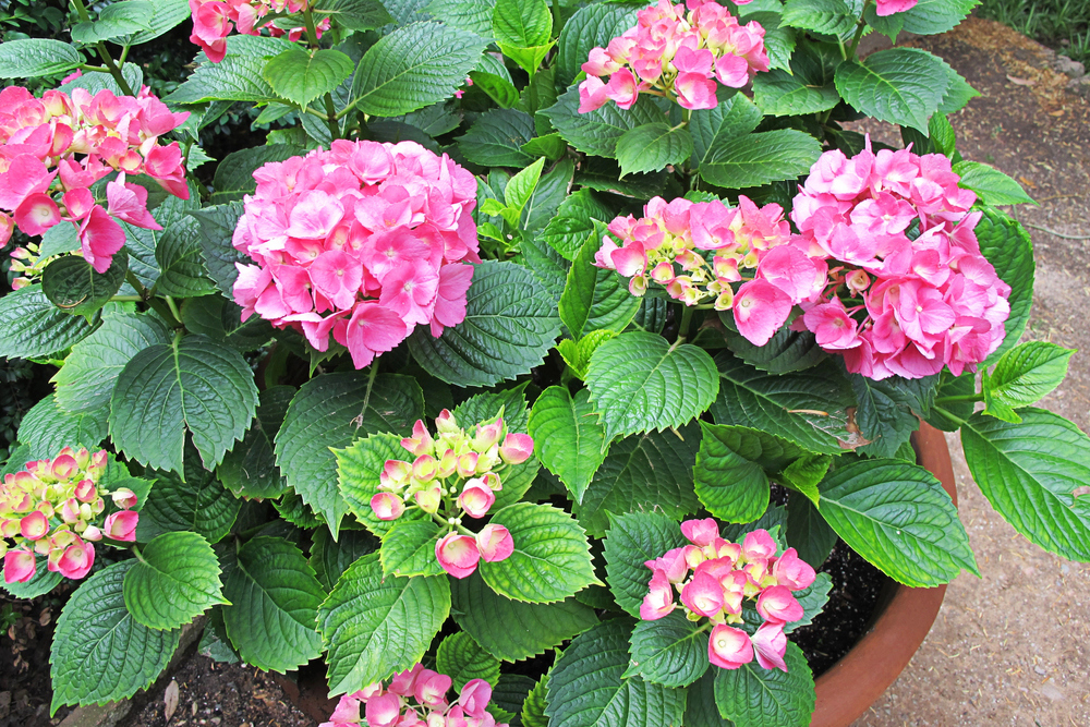 cserepes hortenzia Hydrangea