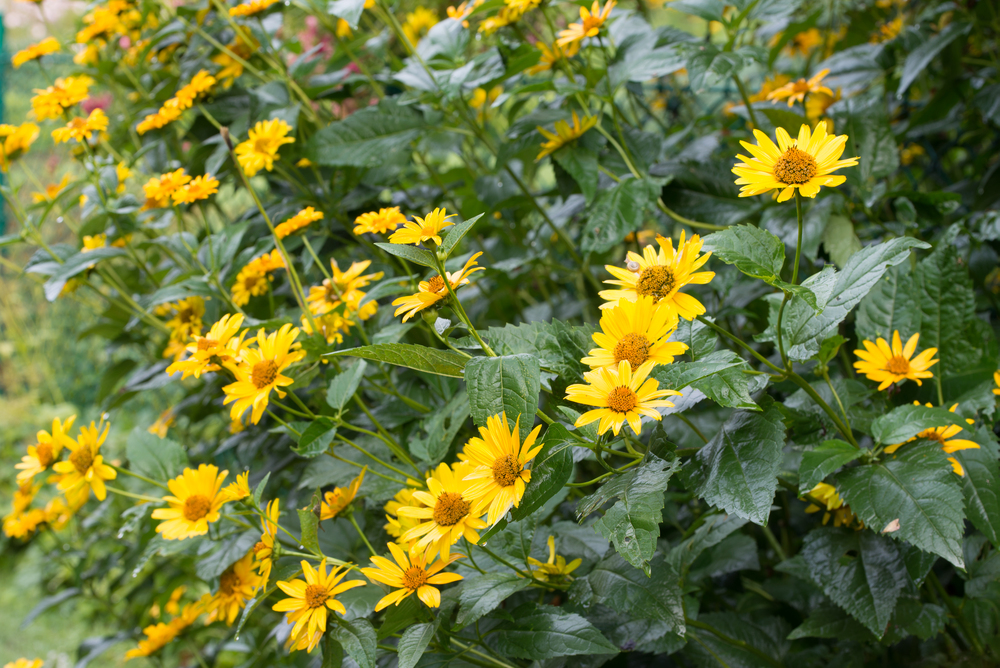 csicsóka virág Helianthus tuberosus