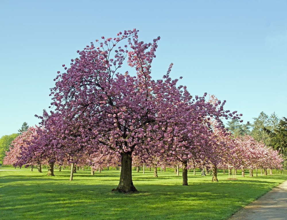 csüngő japán díszcseresznye Prunus serrulata