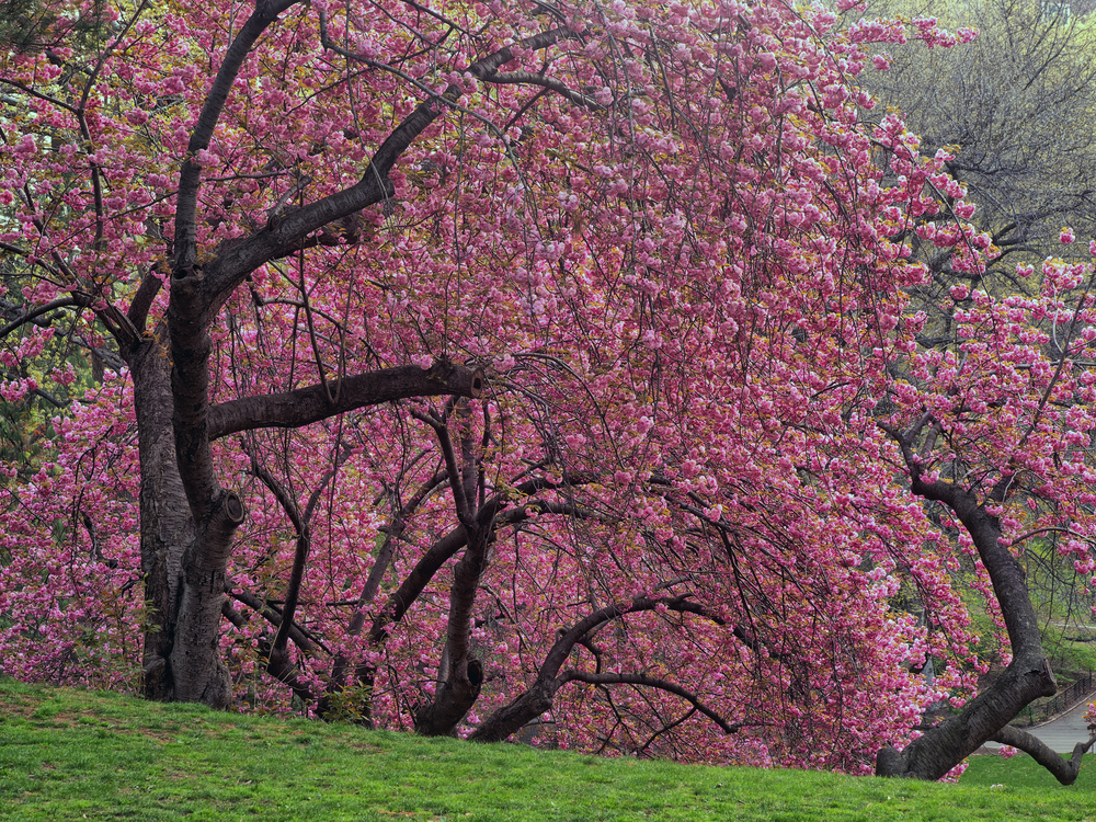 csüngő japán díszcseresznye fa Prunus serrulata