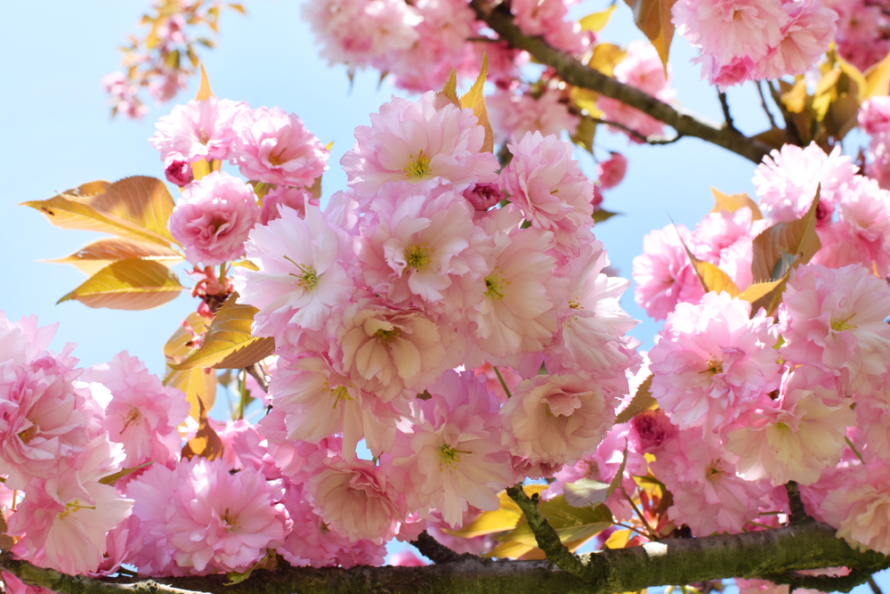 csüngő japán díszcseresznye virág Prunus serrulata