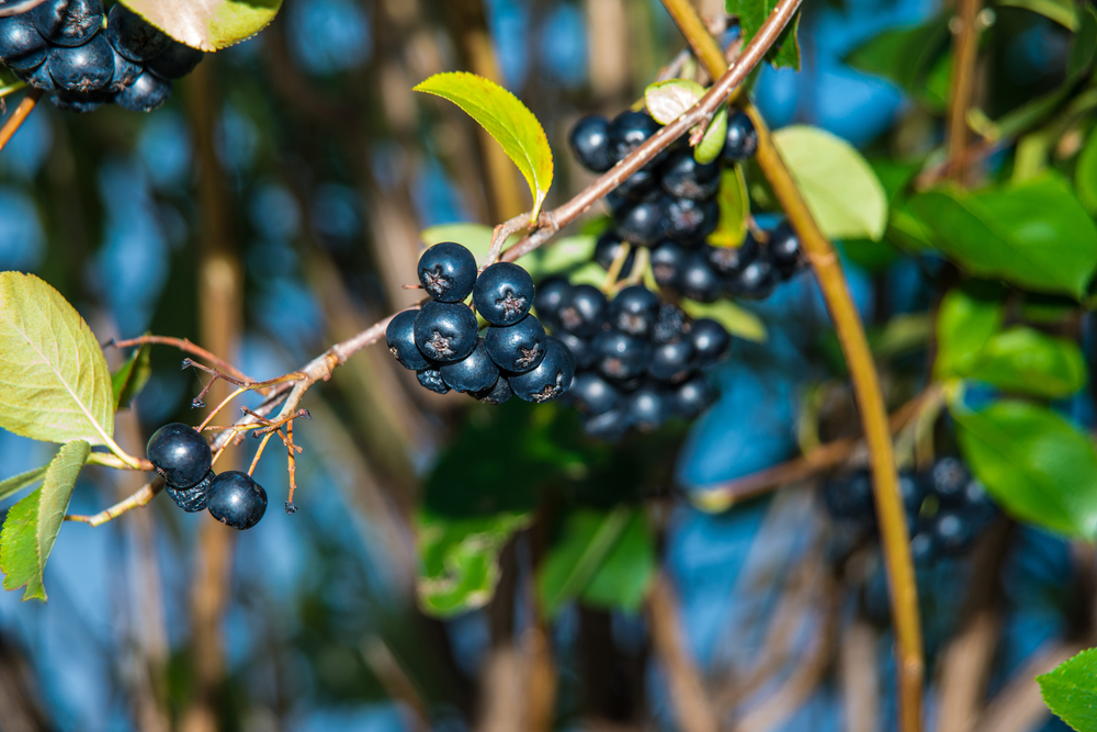 fekete berkenye aronia 01