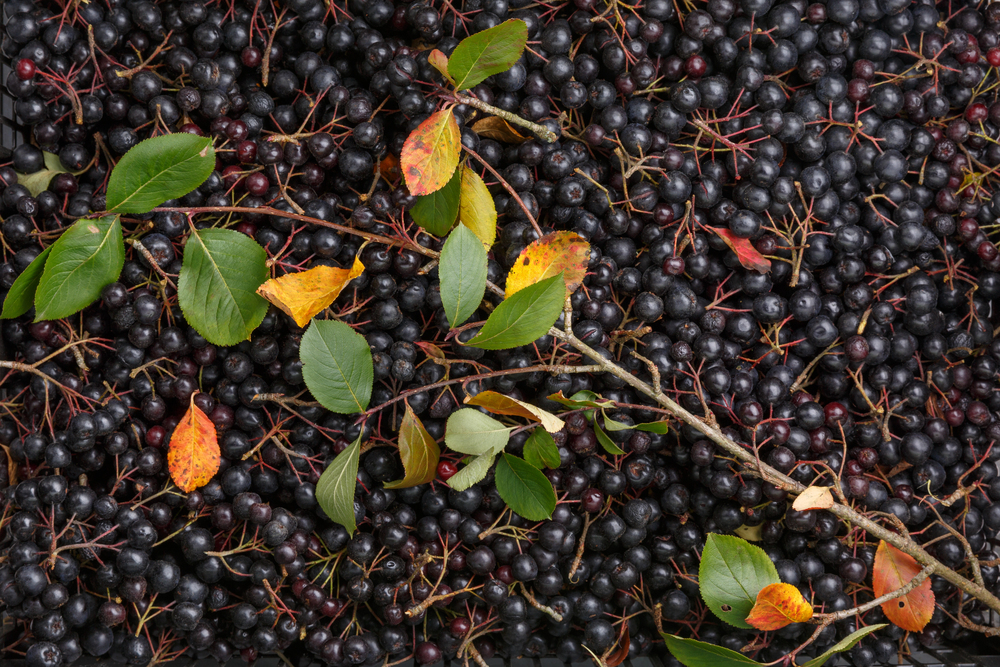 fekete berkenye aronia 10