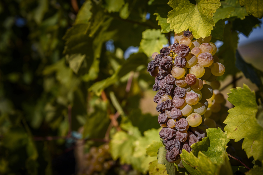 tokaj szőlő furmint aszú