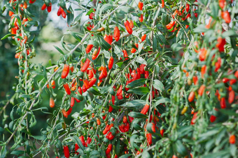 goji bogyo 10