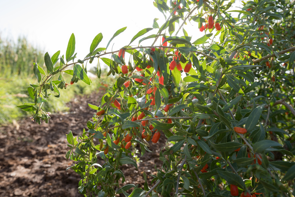 goji bogyo 12