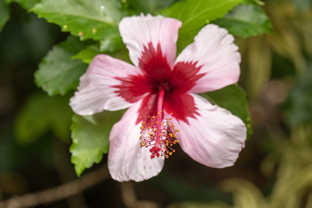 hibiszkusz 4