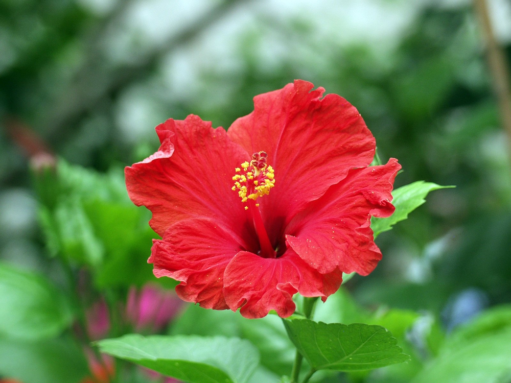 hibiszkusz