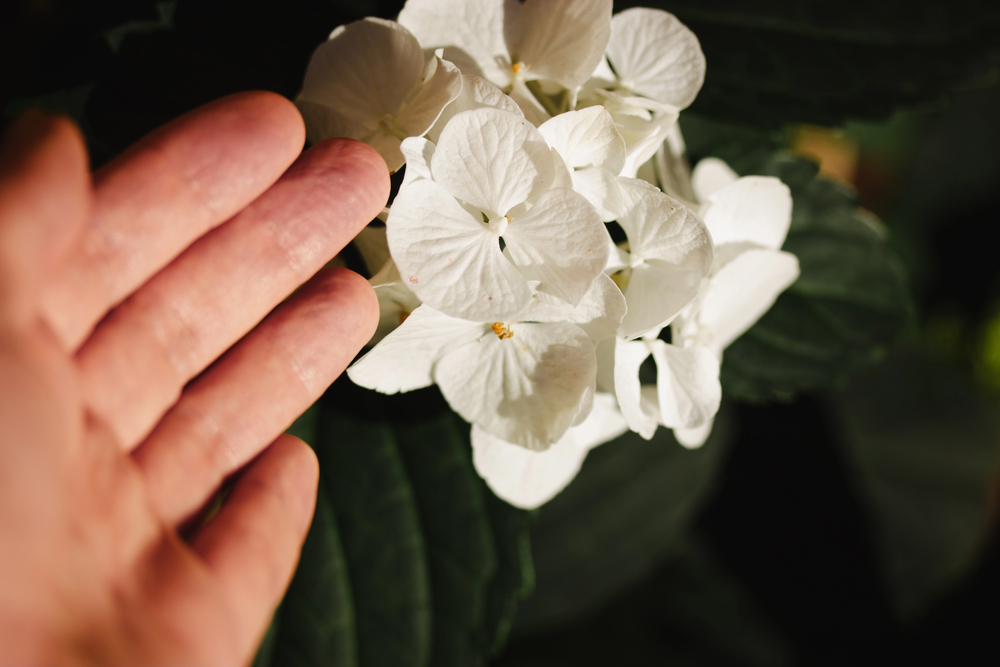 hortenzia Hydrangea