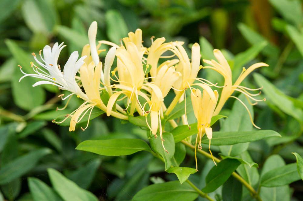 Japán Lonc (Lonicera japonica)