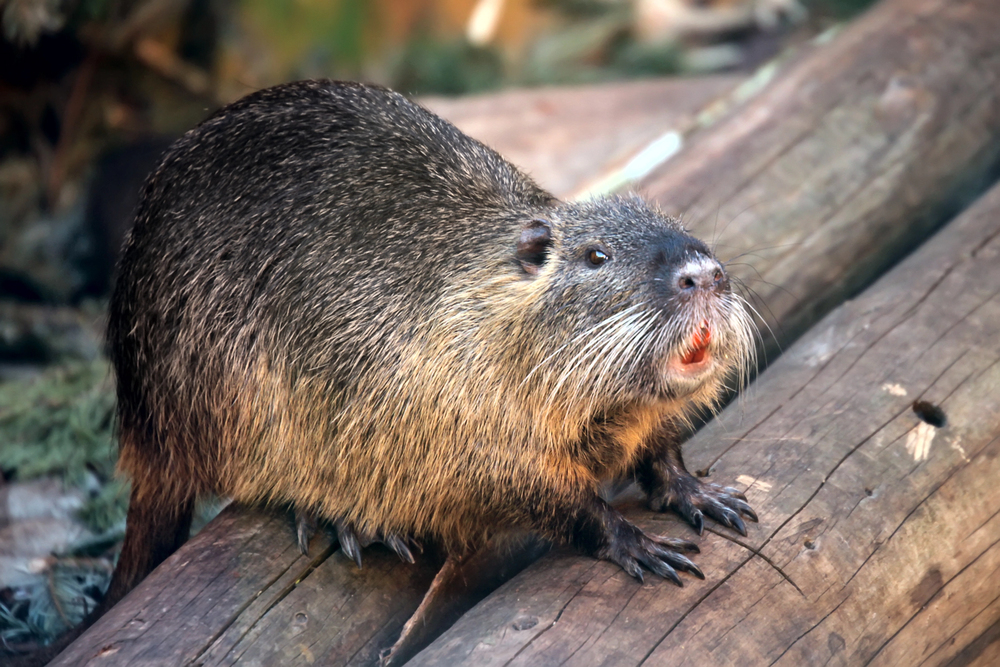 nutria