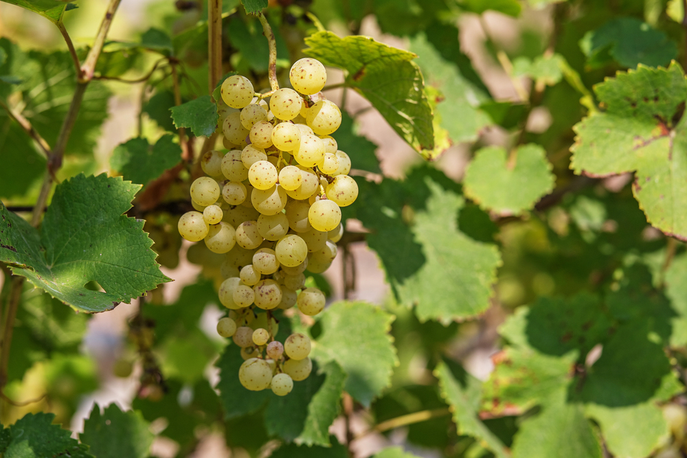 tokaj szőlő furmint