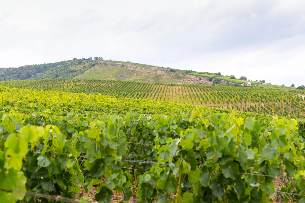 tokaj szőlő furmint