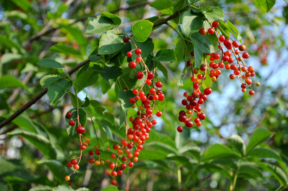 Prunus_avium vadcsereszne madarcseresznye